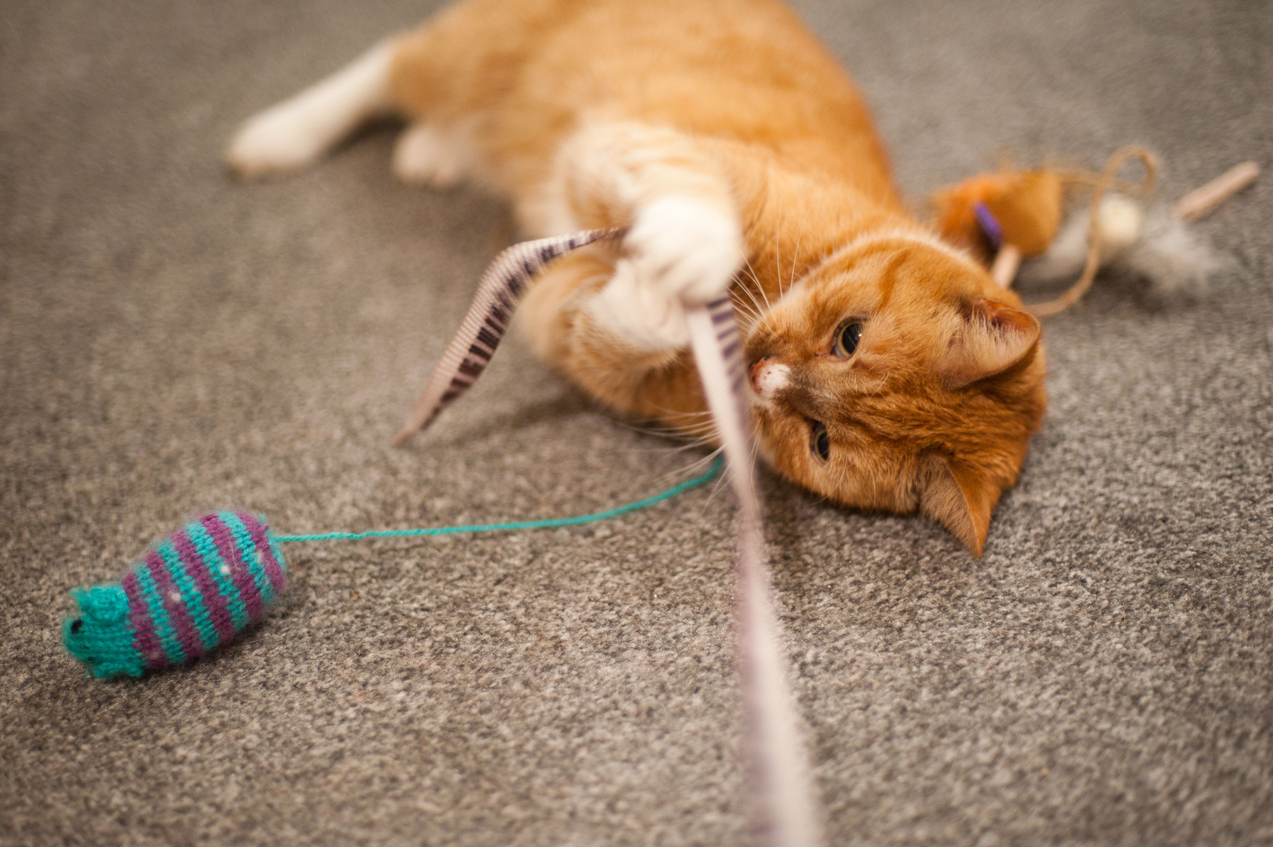 If You Keep Cats As Pets These Tricks Will Help You To Tame Them — Kazior5