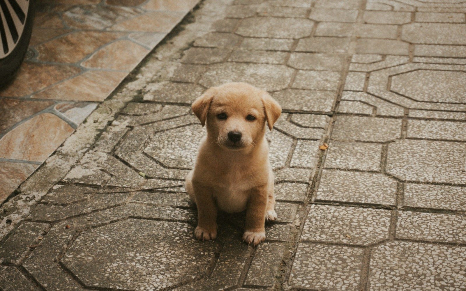What I Look For When Choosing a Puppy