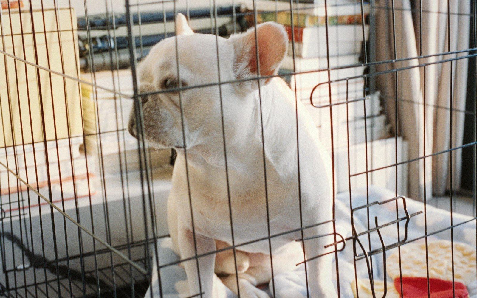 Crate and House Training, Calmly