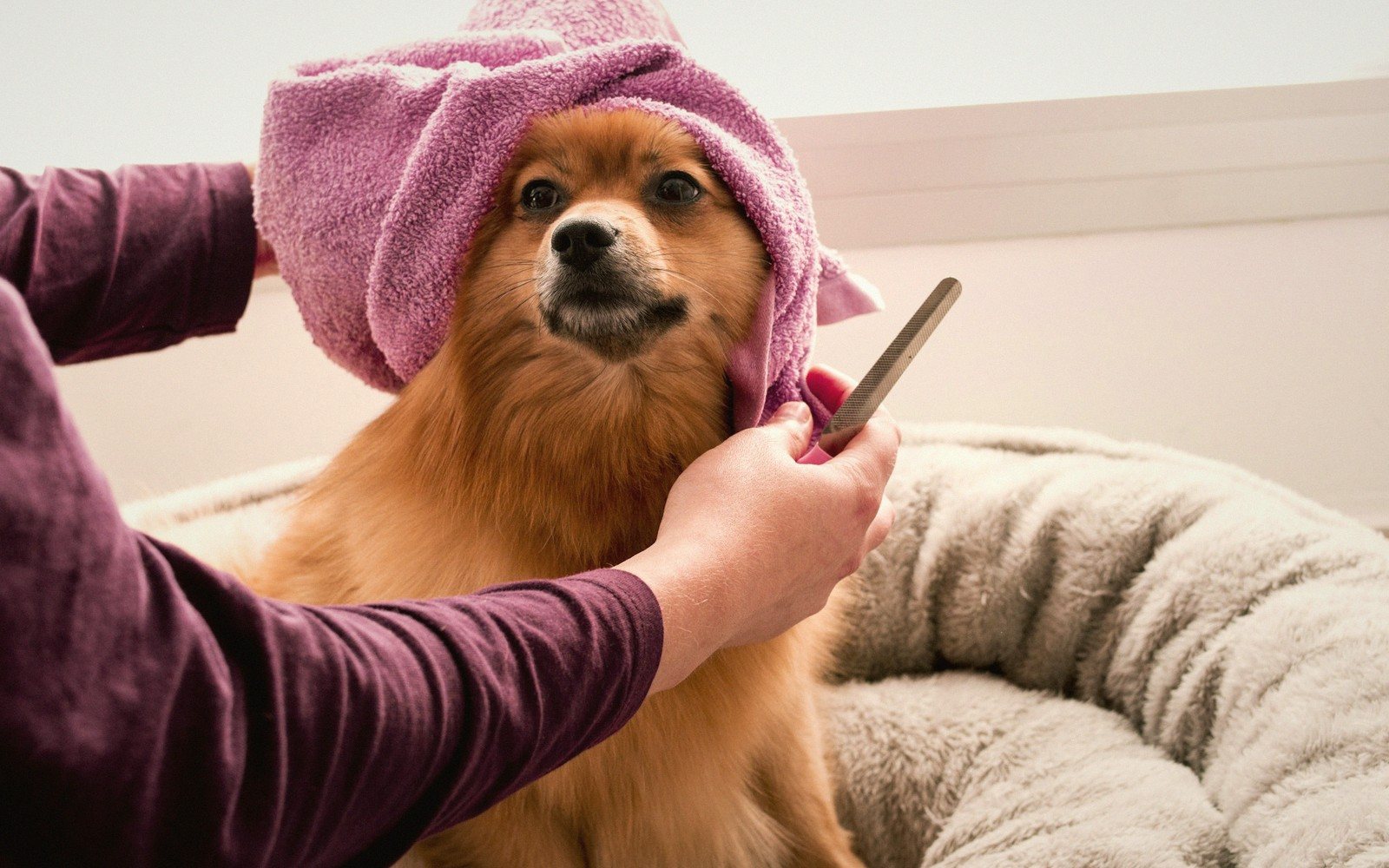 My Simple Steps to Keeping Pets Clean