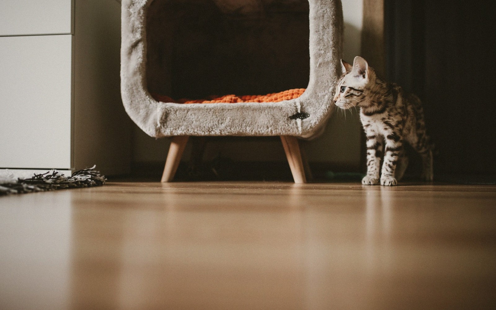 Litter Box Problems, Solved in Order