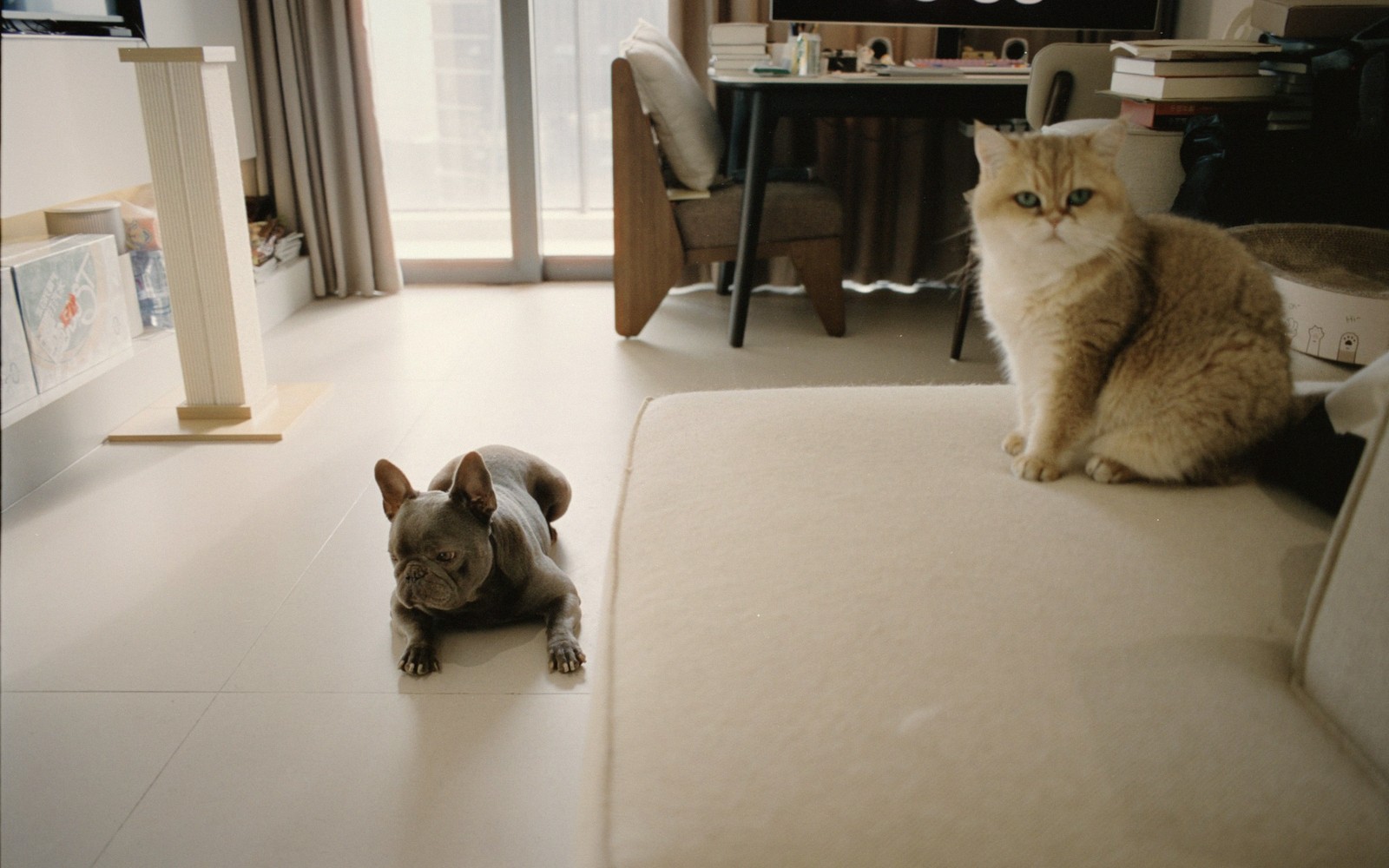 Making a Multi-Pet Household Work