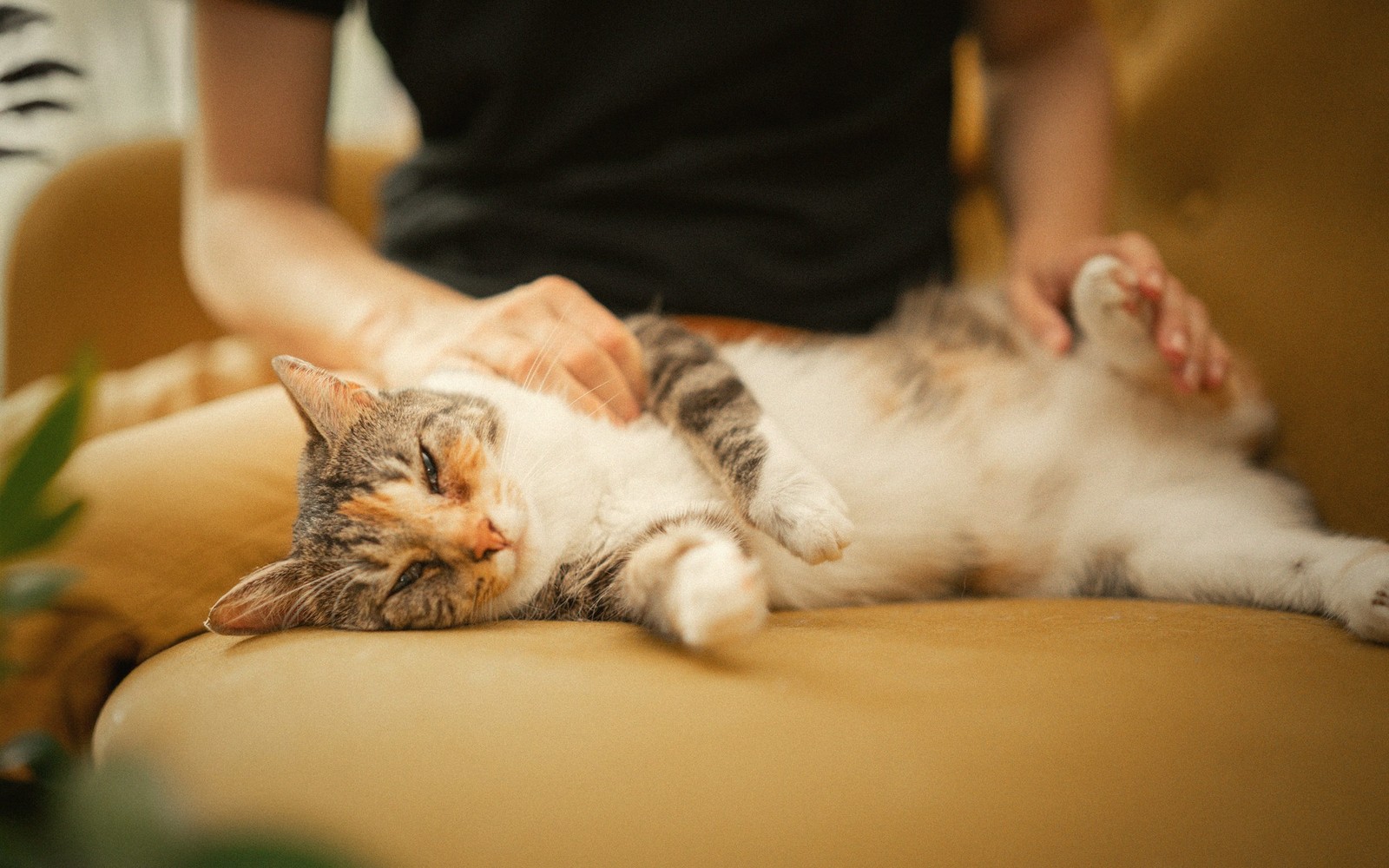 A person pets a relaxed calico cat lying on its back on a couch