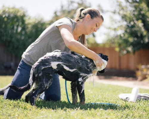 Dog Bathing with owner