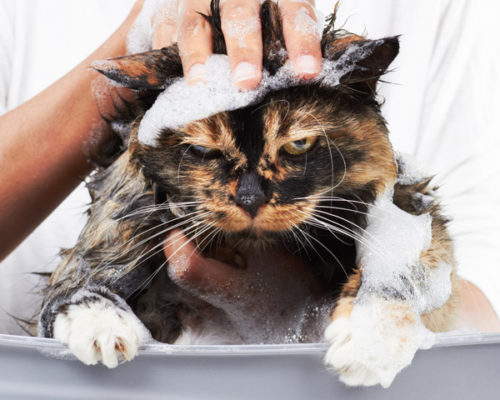 A grumpy cat in a bath